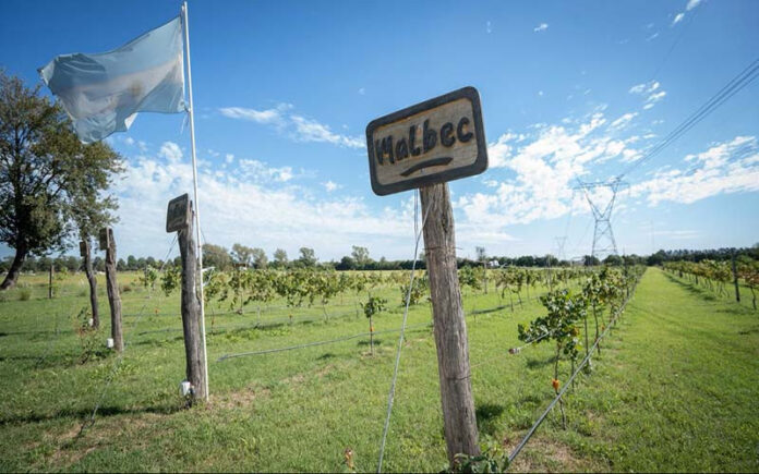 Santa Fe impulsa la producción vitivinícola: proyecta la Ruta del Vino